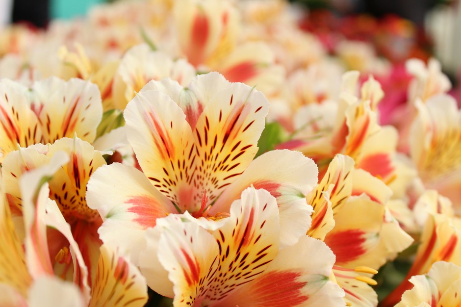photo de Alstroemeria 13a9c42c