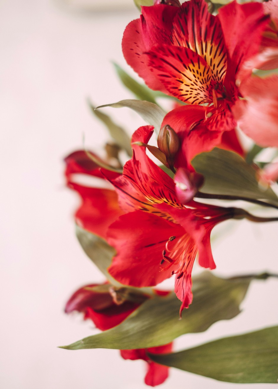 photo de Alstroemeria 521e4295