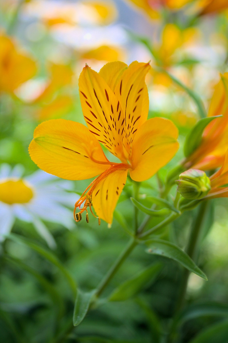 photo de Alstroemeria 59b6d19e