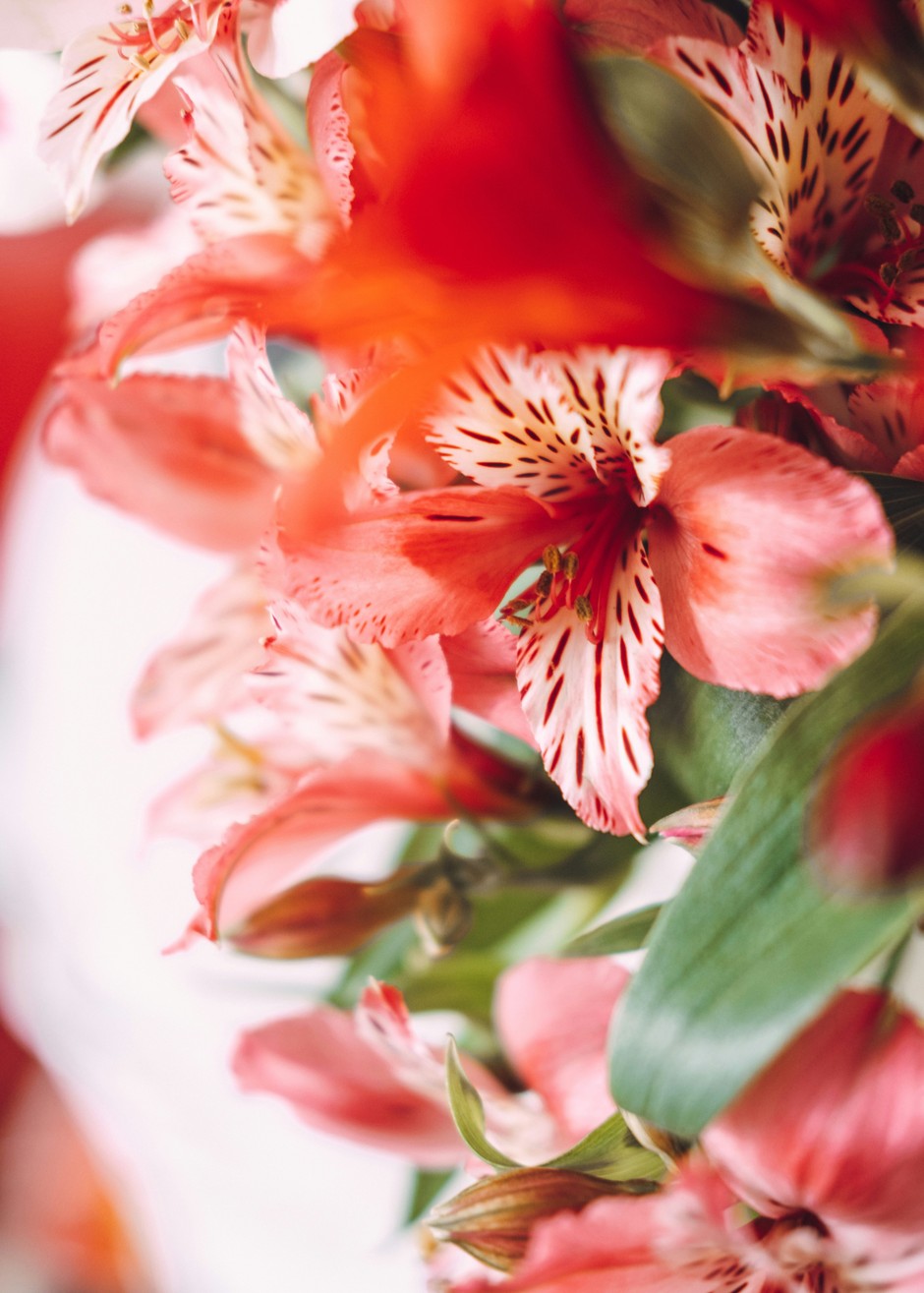 photo de Alstroemeria 89d7db8f