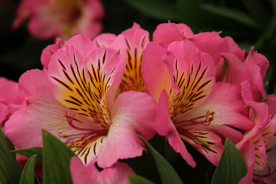 photo de Alstroemeria ea398503