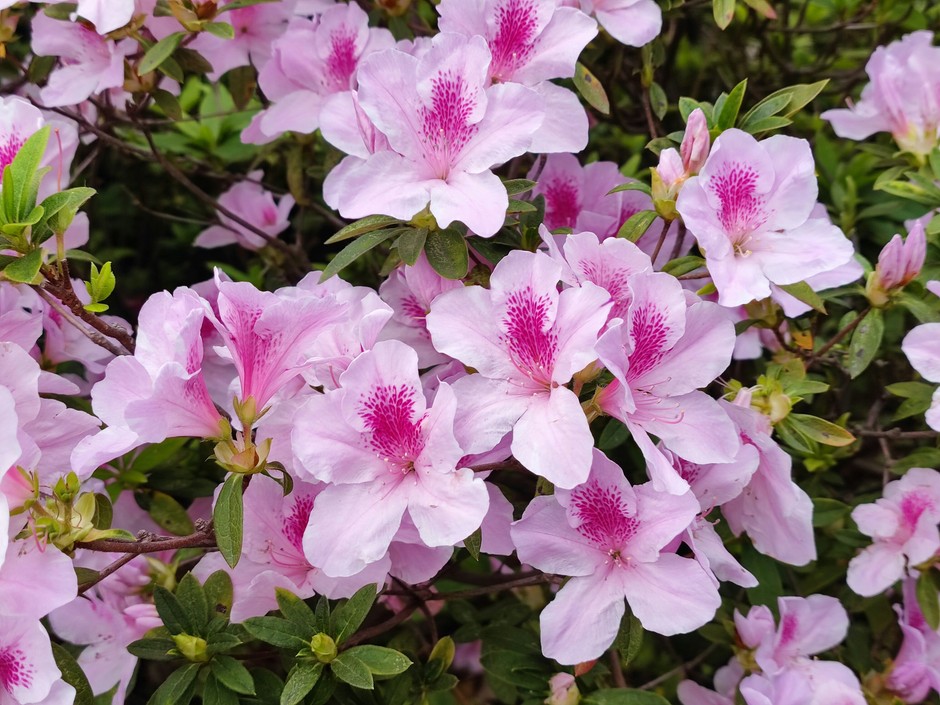 photo de Azalées d5921a1b