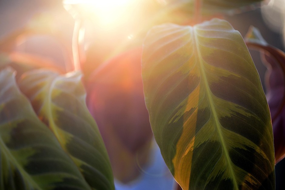 photo de Calathea Jungle Velvet 64a9dc7a