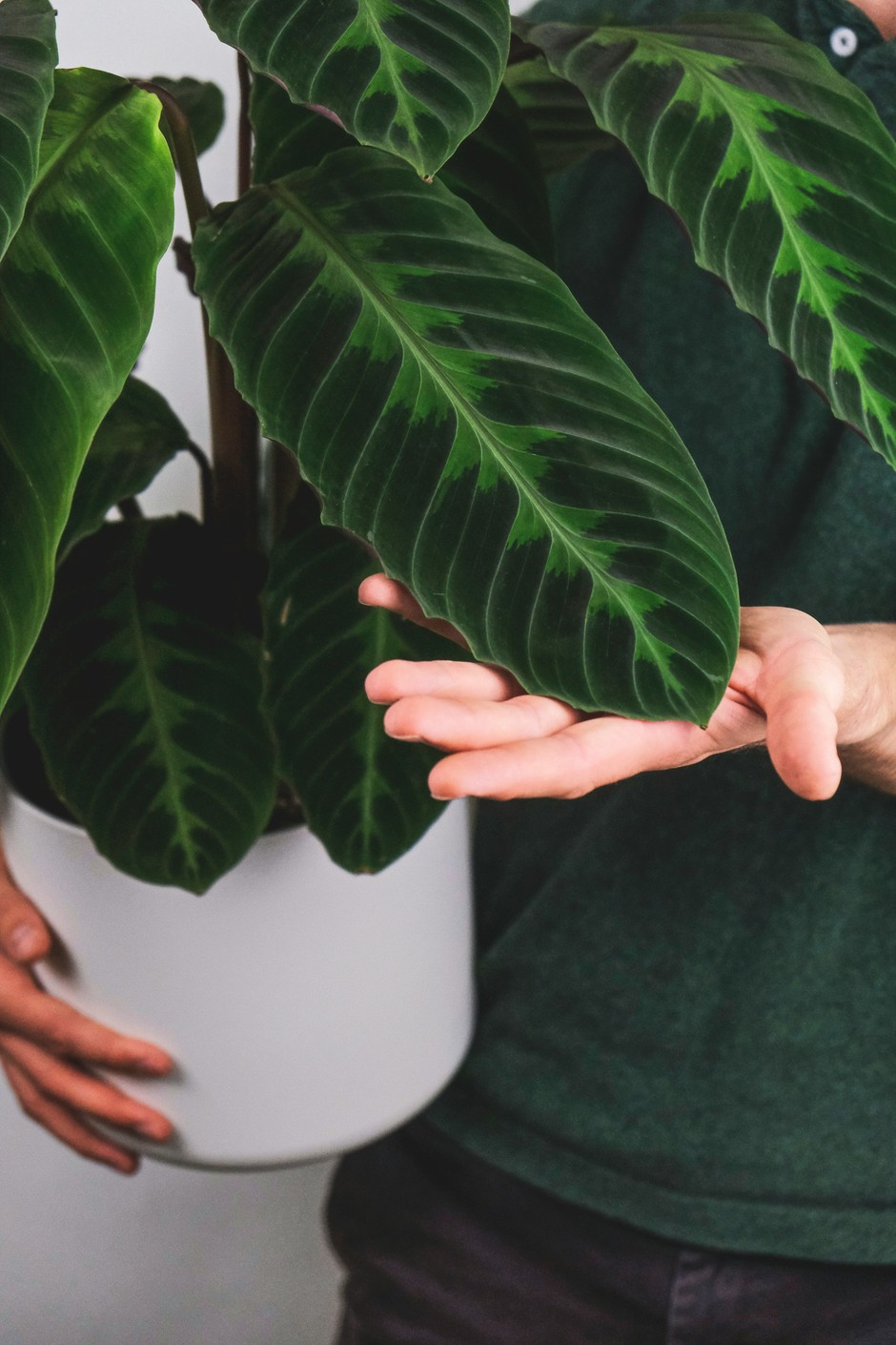 photo de Calathea Jungle Velvet c7606118