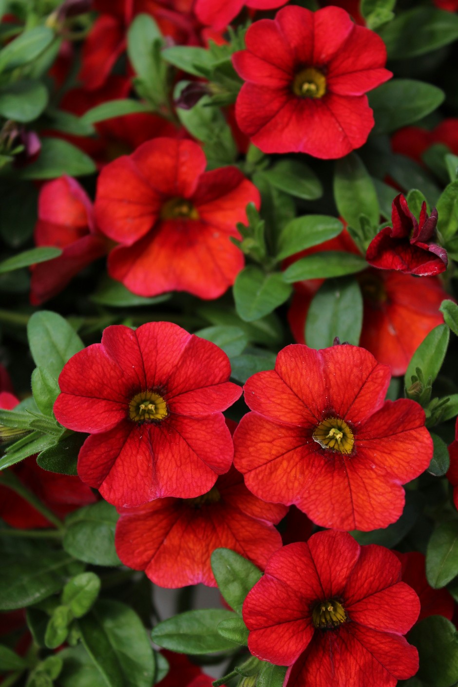 photo de Calibrachoa 16d8067b