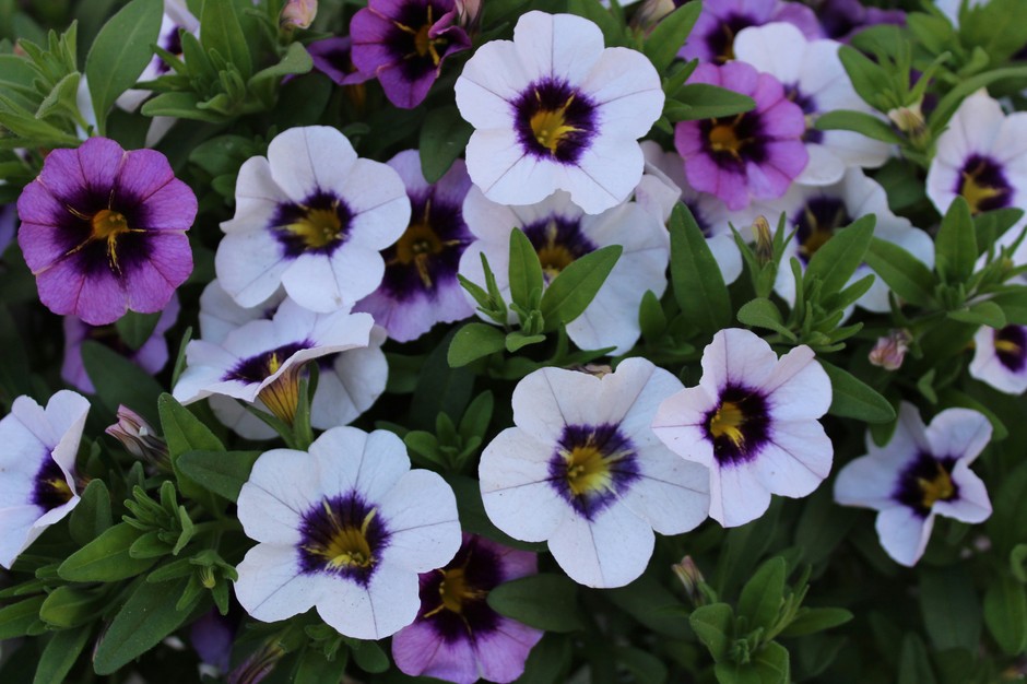 photo de Calibrachoa 67459edd