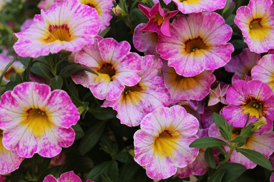 photo de Calibrachoa 9da993ef