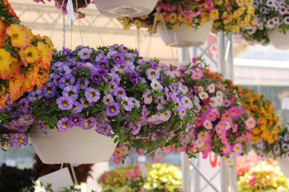 photo de Calibrachoa b48e427d