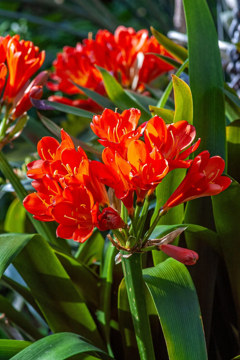 photo de Clivia 63df7c90