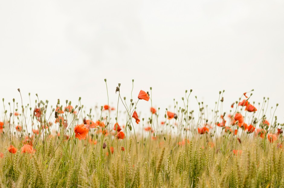 photo de Coquelicot 2fa240bf
