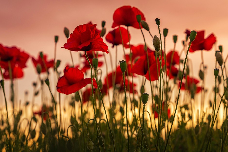 photo de Coquelicot 6572d132