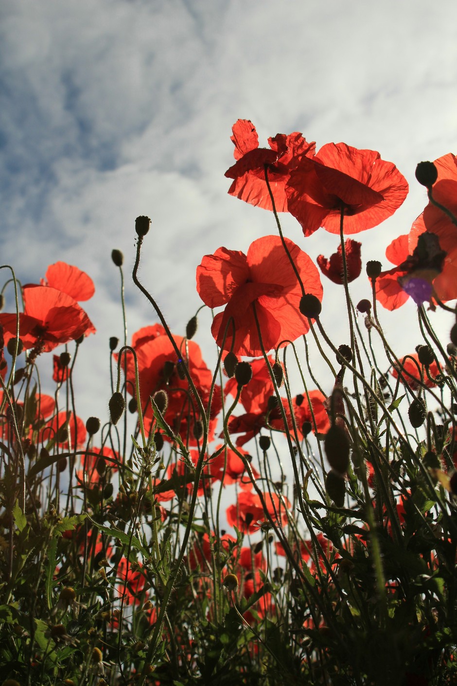 photo de Coquelicot 83da6027