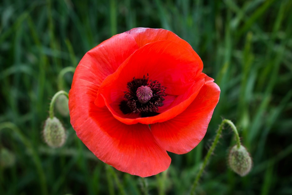photo de Coquelicot b2a9e995