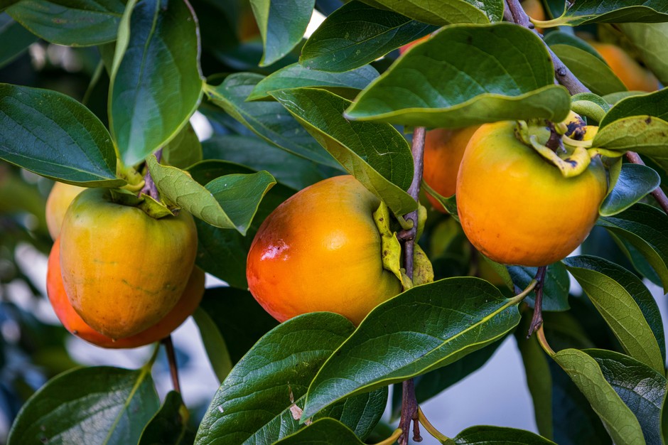 photo de Diospyros 4f6434b7