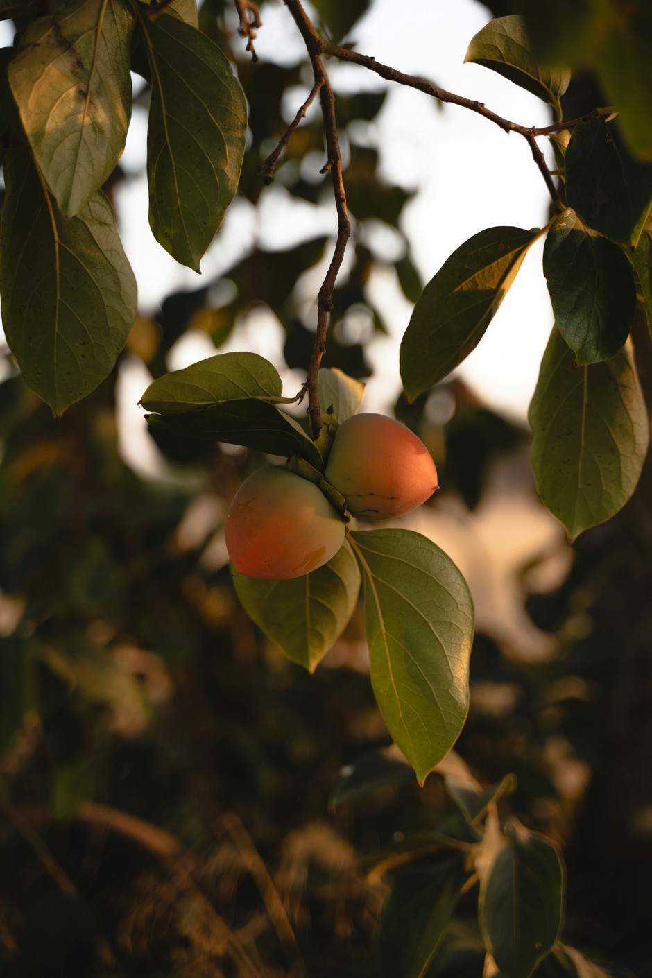 photo de Diospyros a6b73802