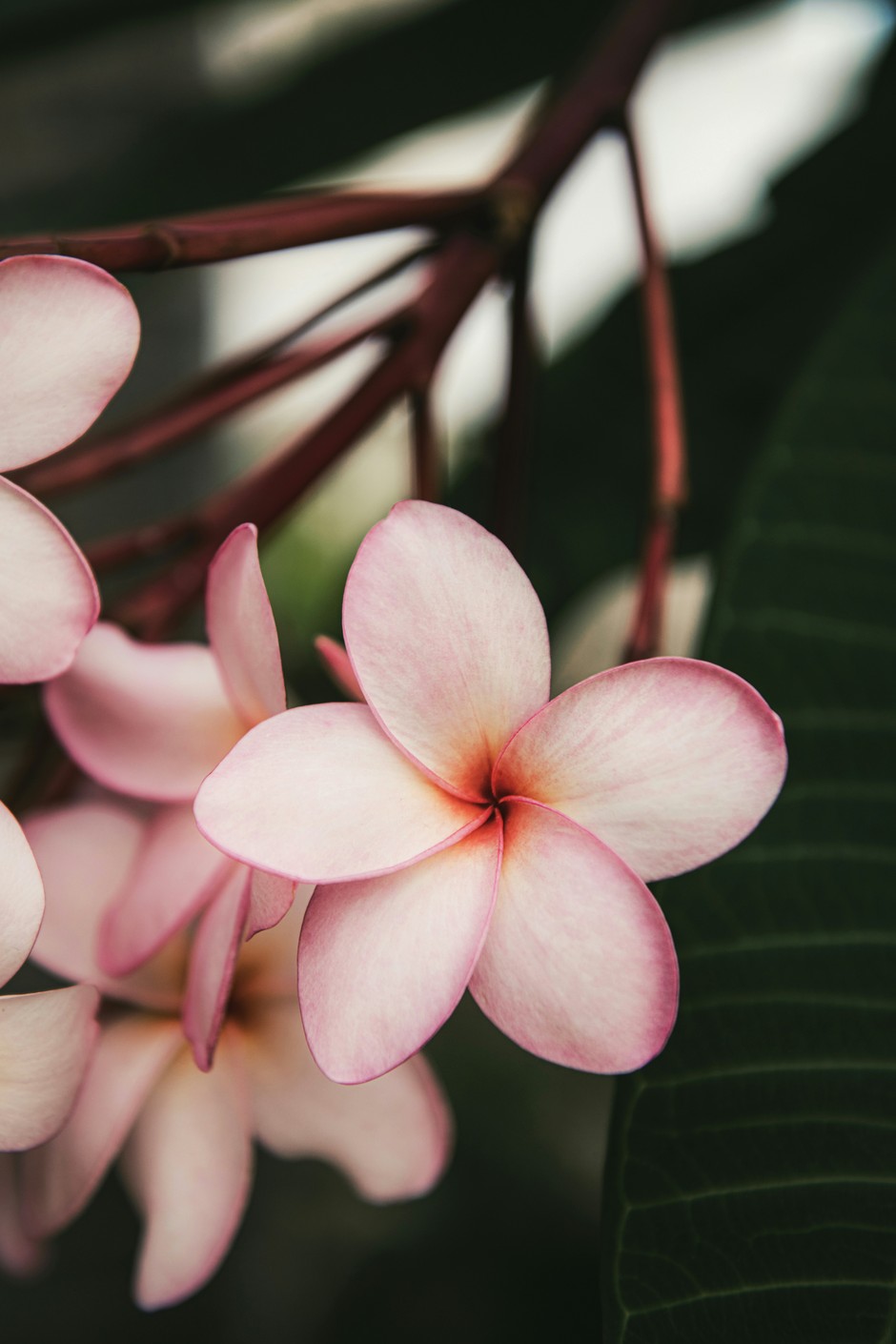 photo de Frangipanier a7d6e10e