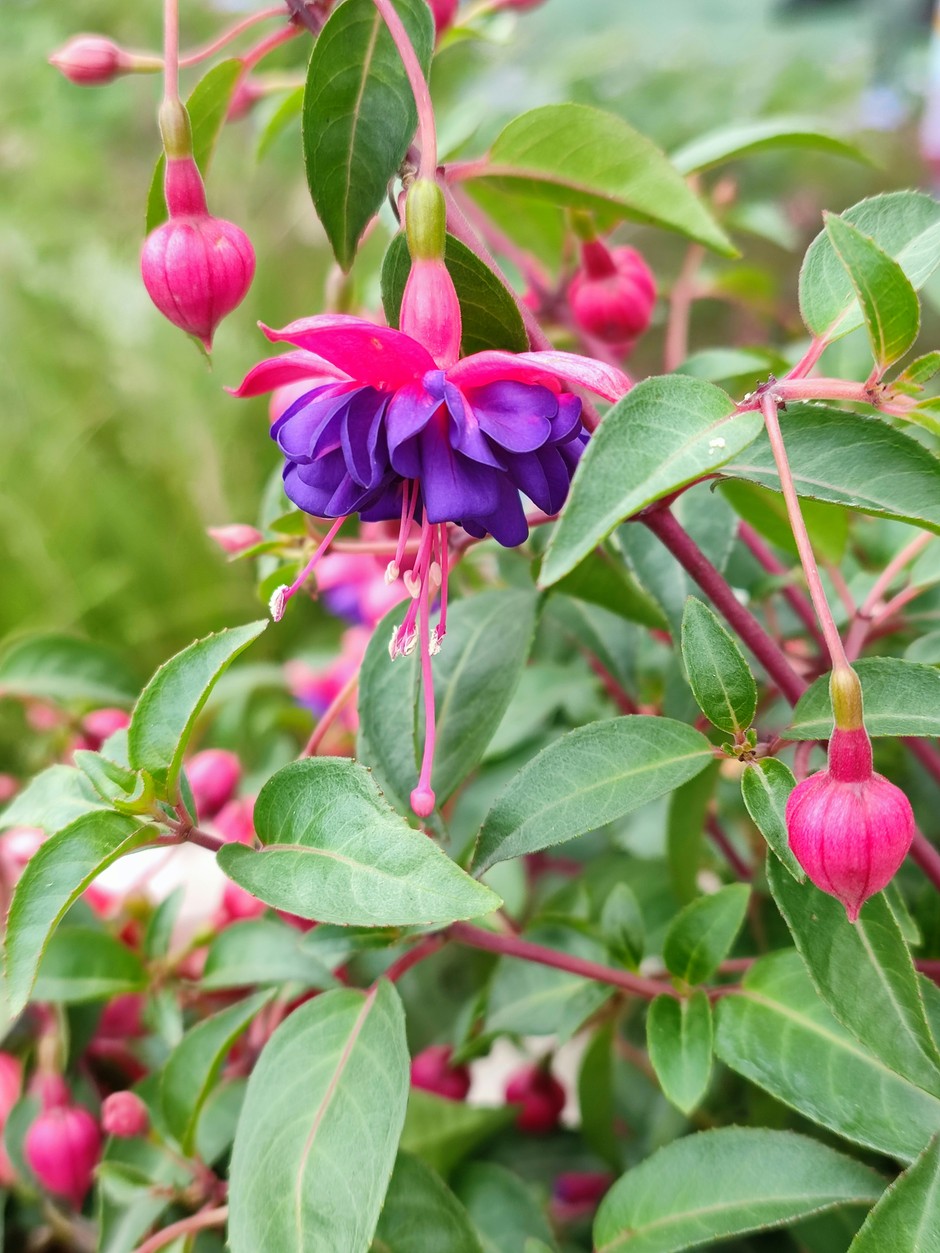 photo de Fuchsia 103e227c
