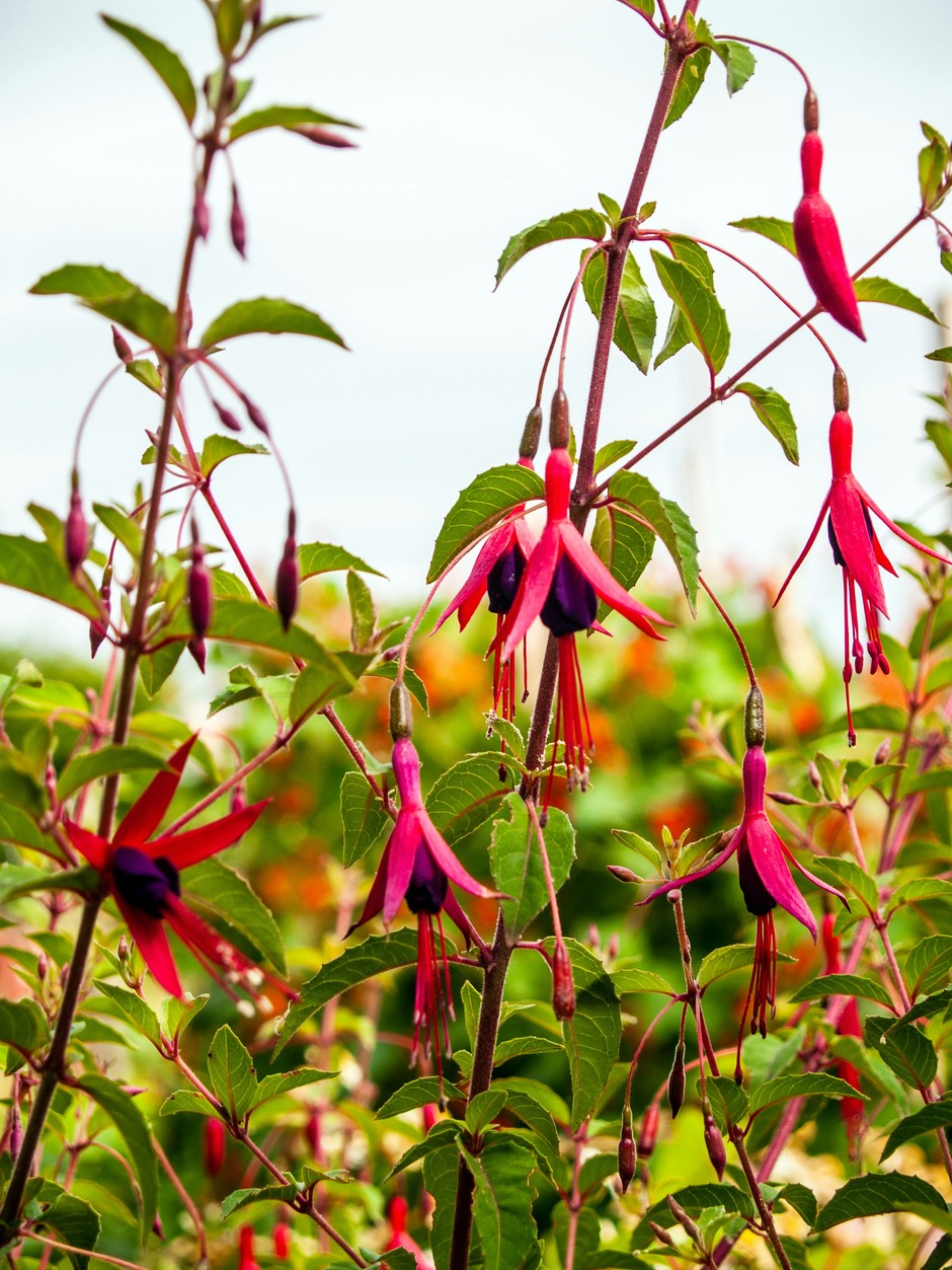 photo de Fuchsia 4a14130b