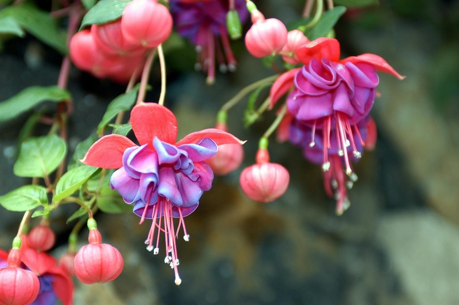 photo de Fuchsia dec497a7