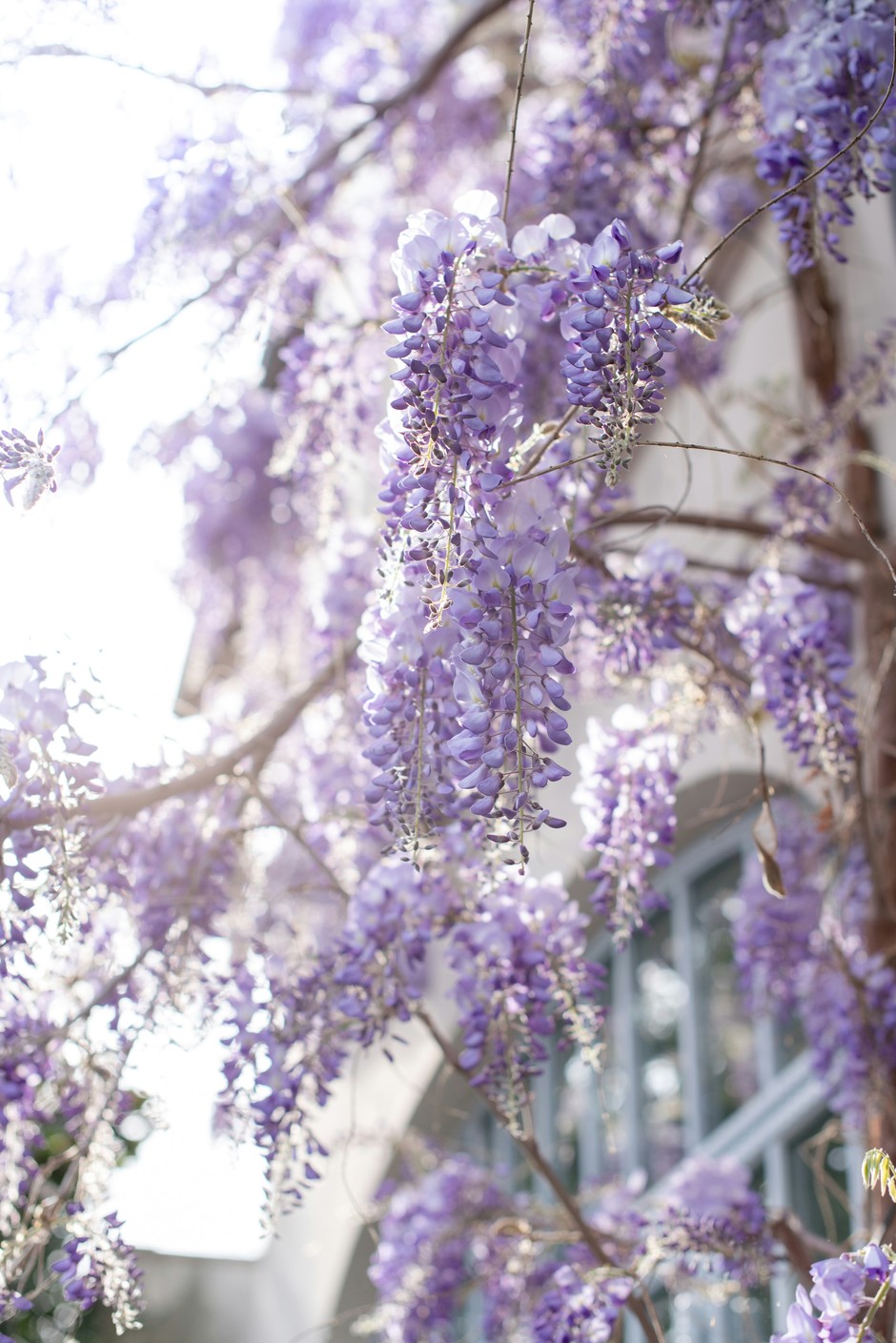 photo de Glycine a69b514f