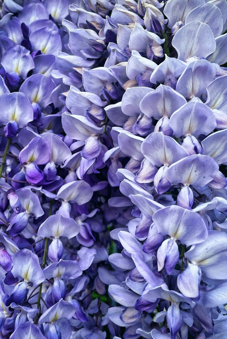 photo de Glycine c88bb059