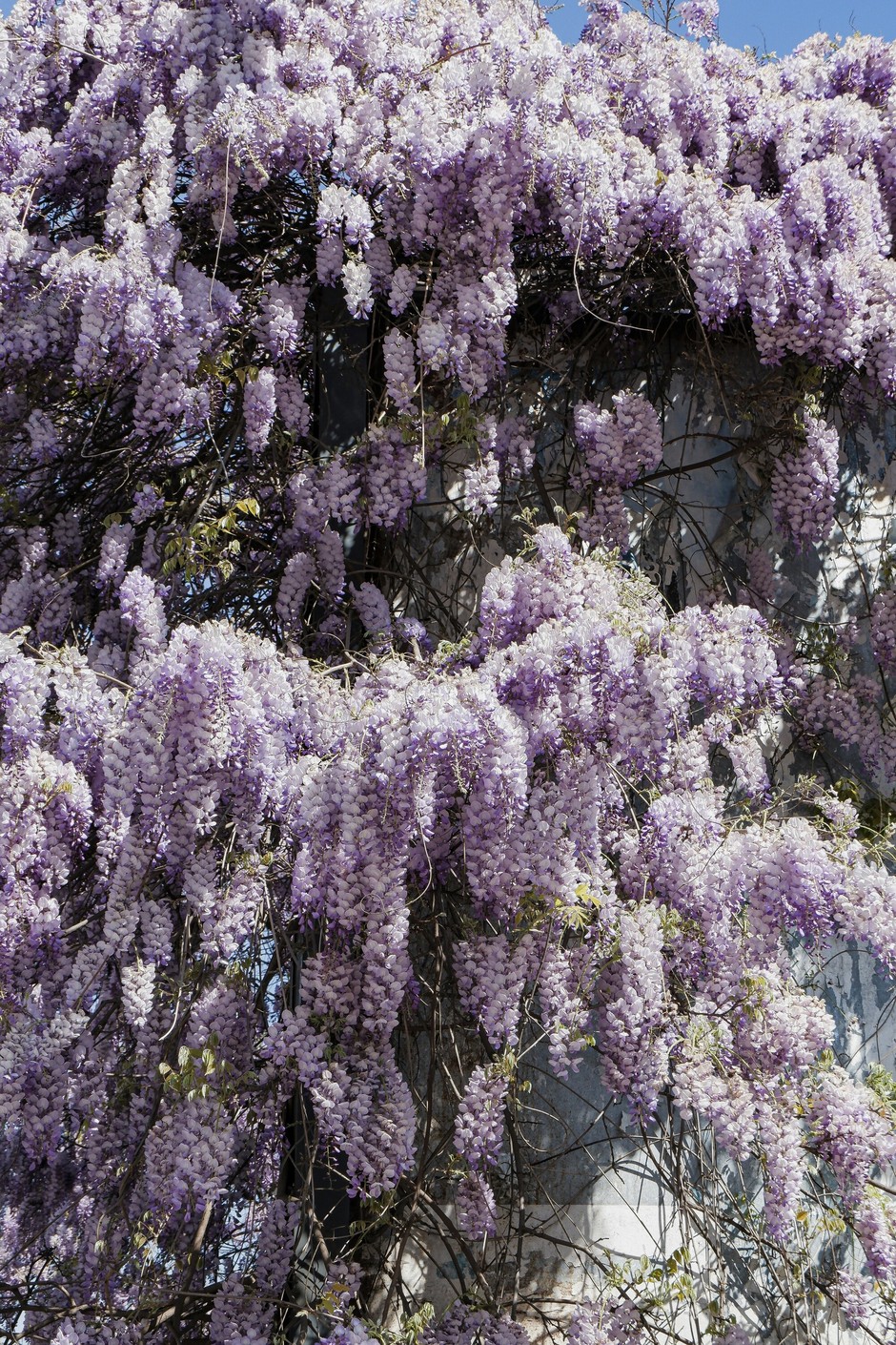 photo de Glycine d9edb279