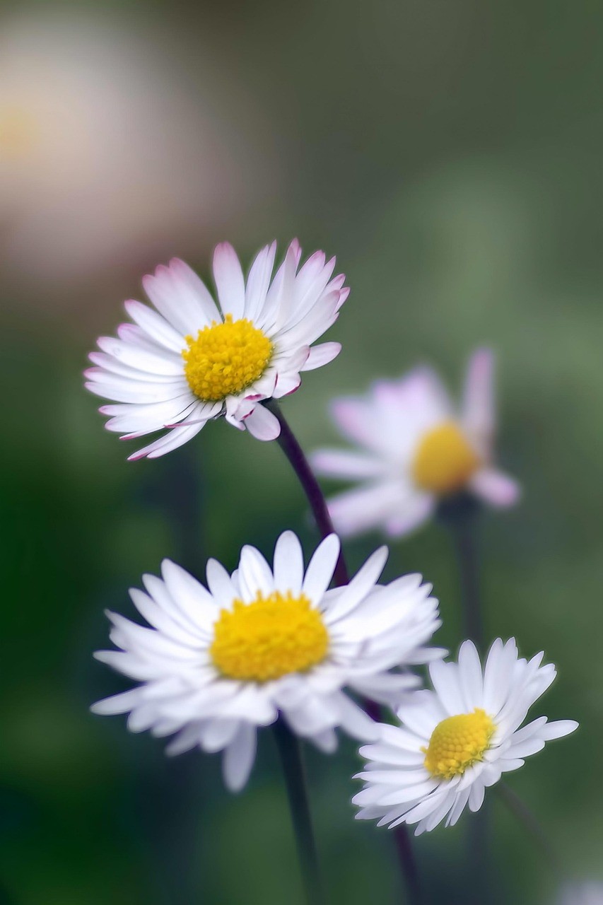 photo de Grande marguerite b4af9df2