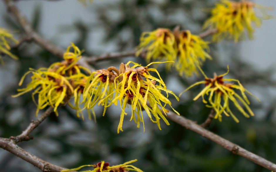 photo de Hamamelis 552094dd