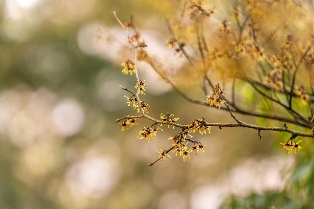 photo de Hamamelis 7010cd72