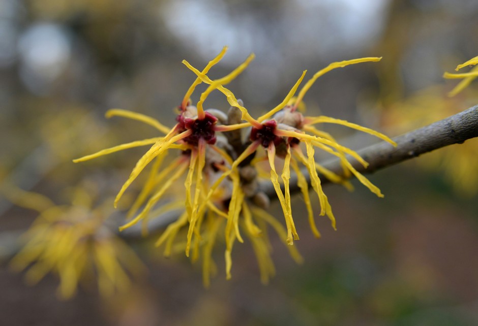 photo de Hamamelis 754937f6
