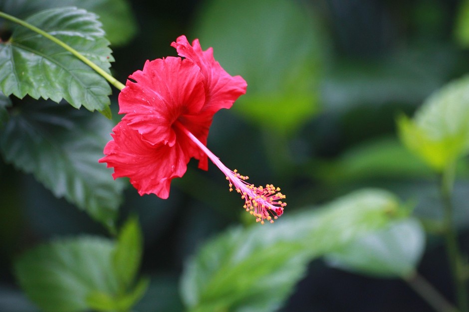 photo de Hibiscus Rose de Chine b5bb0027