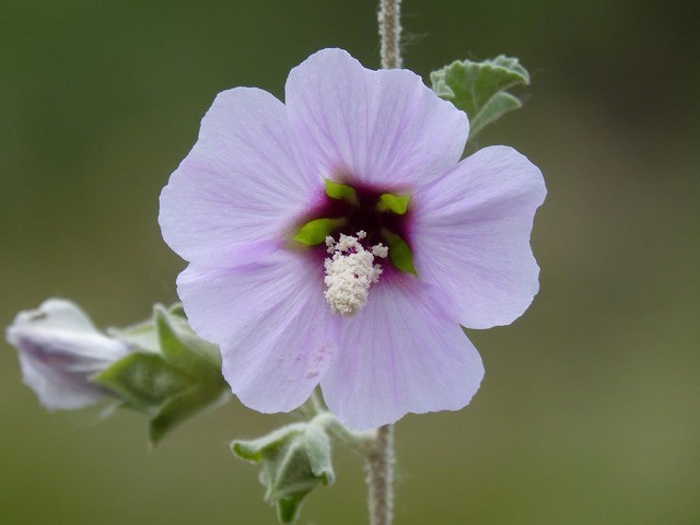photo de Hibiscus de Syrie 00a2e3ed
