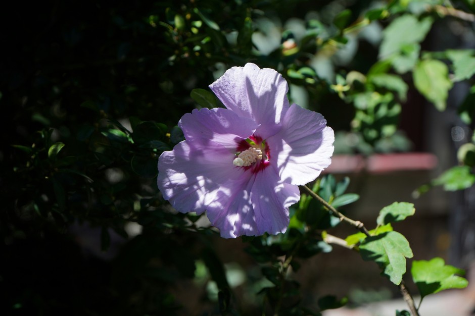 photo de Hibiscus de Syrie 8964b882