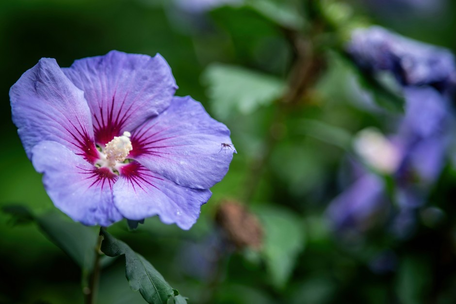 photo de Hibiscus de Syrie ad78cf2c