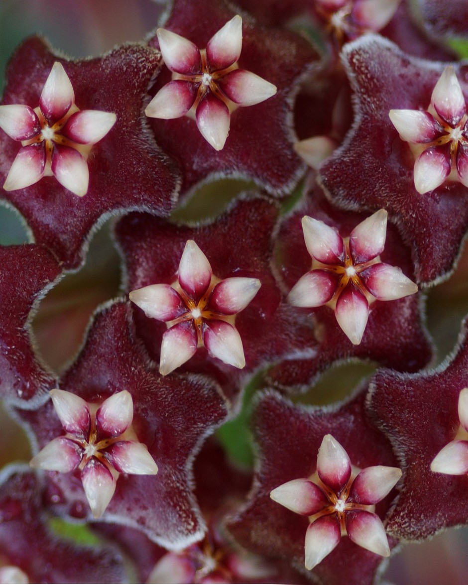 photo de Hoya 1375251e
