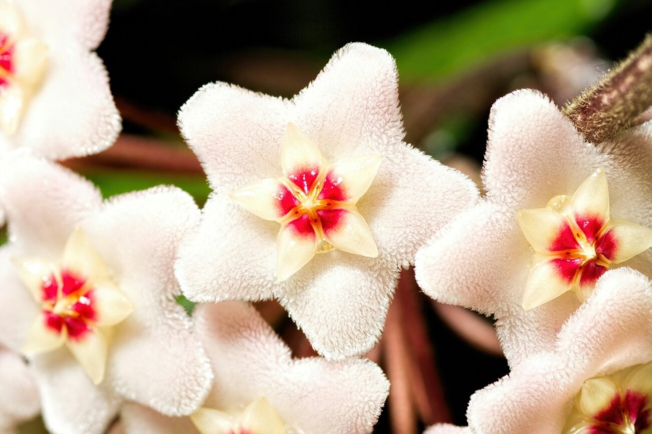photo de Hoya e72f4282