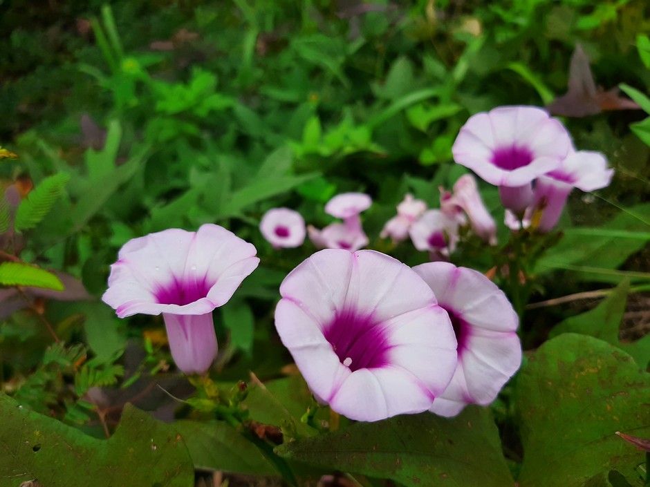 photo de Ipomée 6ab9d073