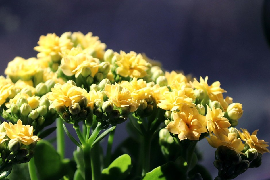 photo de Kalanchoë 2ba13eaa