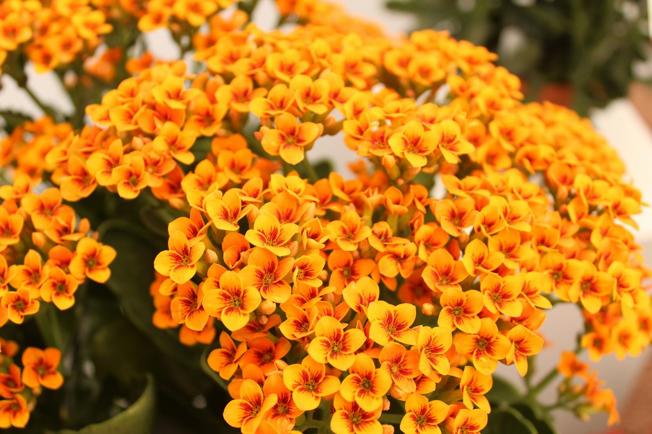 photo de Kalanchoë 5f511c3a