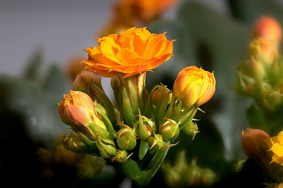 photo de Kalanchoë 72549930