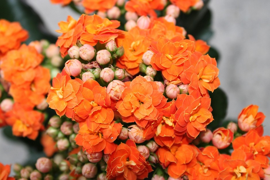 photo de Kalanchoë 745049e9