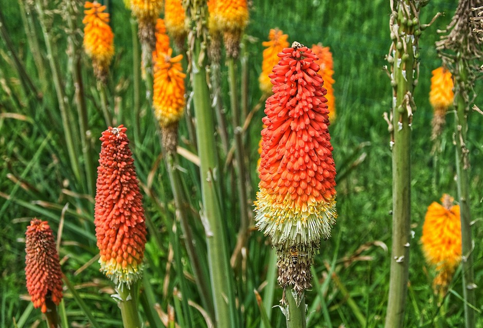 photo de Kniphofia 031fdc3d