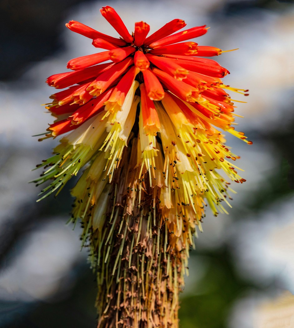 photo de Kniphofia 232e4d12