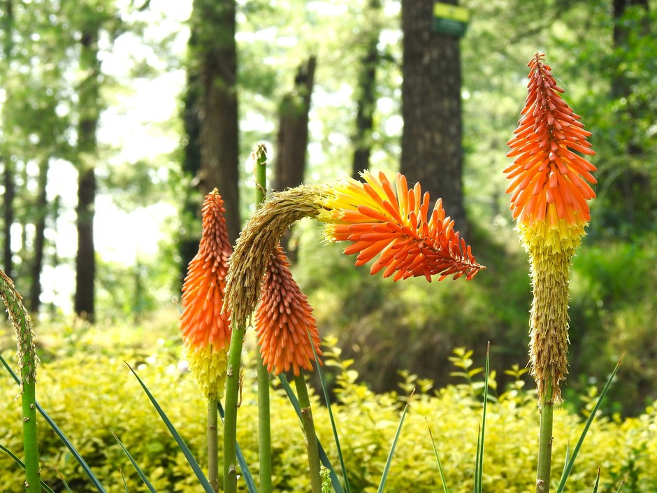 photo de Kniphofia 38c2babb