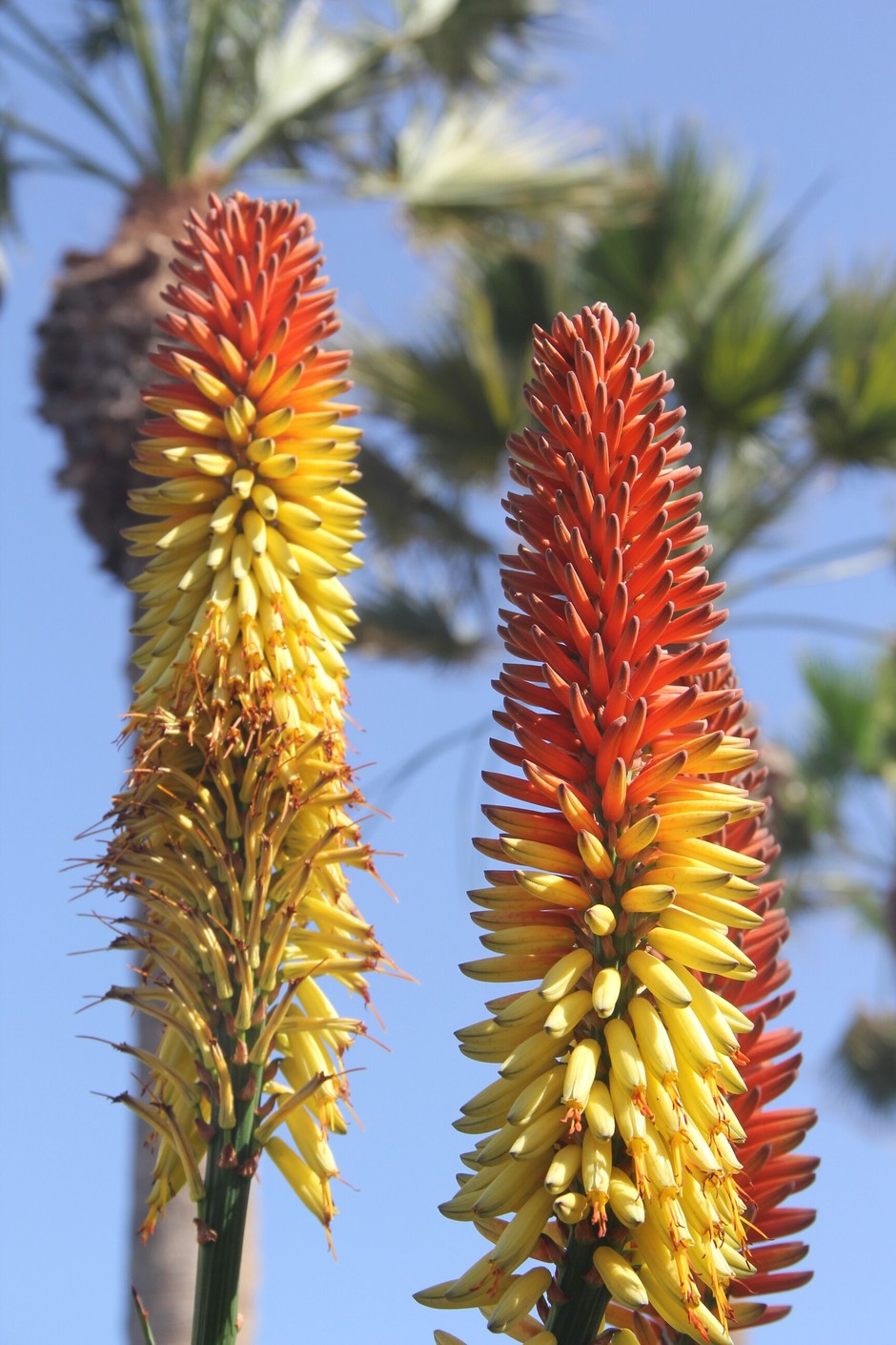 photo de Kniphofia 3fb31bc1