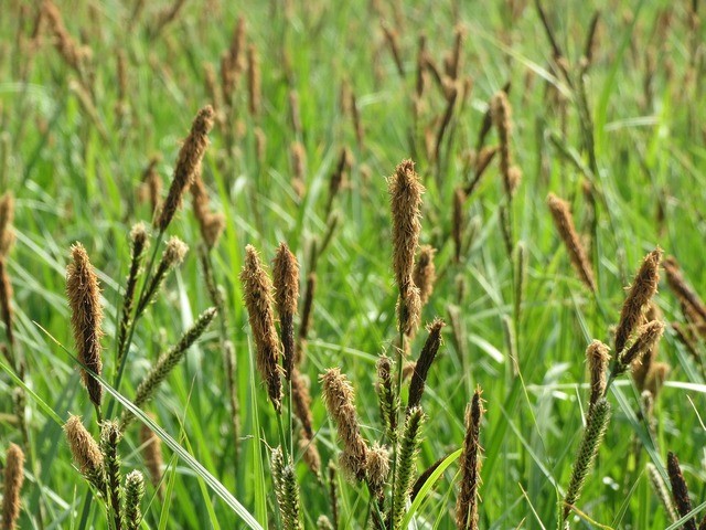 photo de Laîche c5f73efa