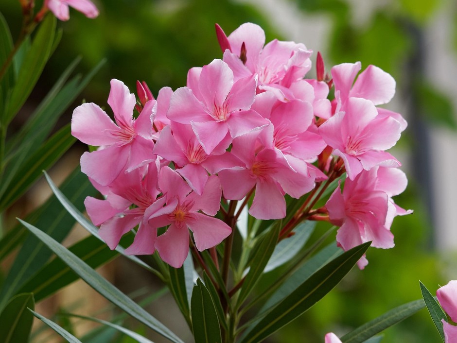 photo de Laurier-rose 2152f07d