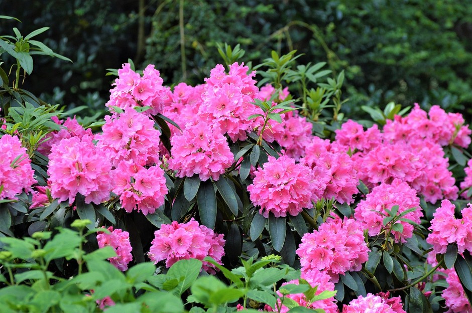 photo de Laurier-rose c1e9c951