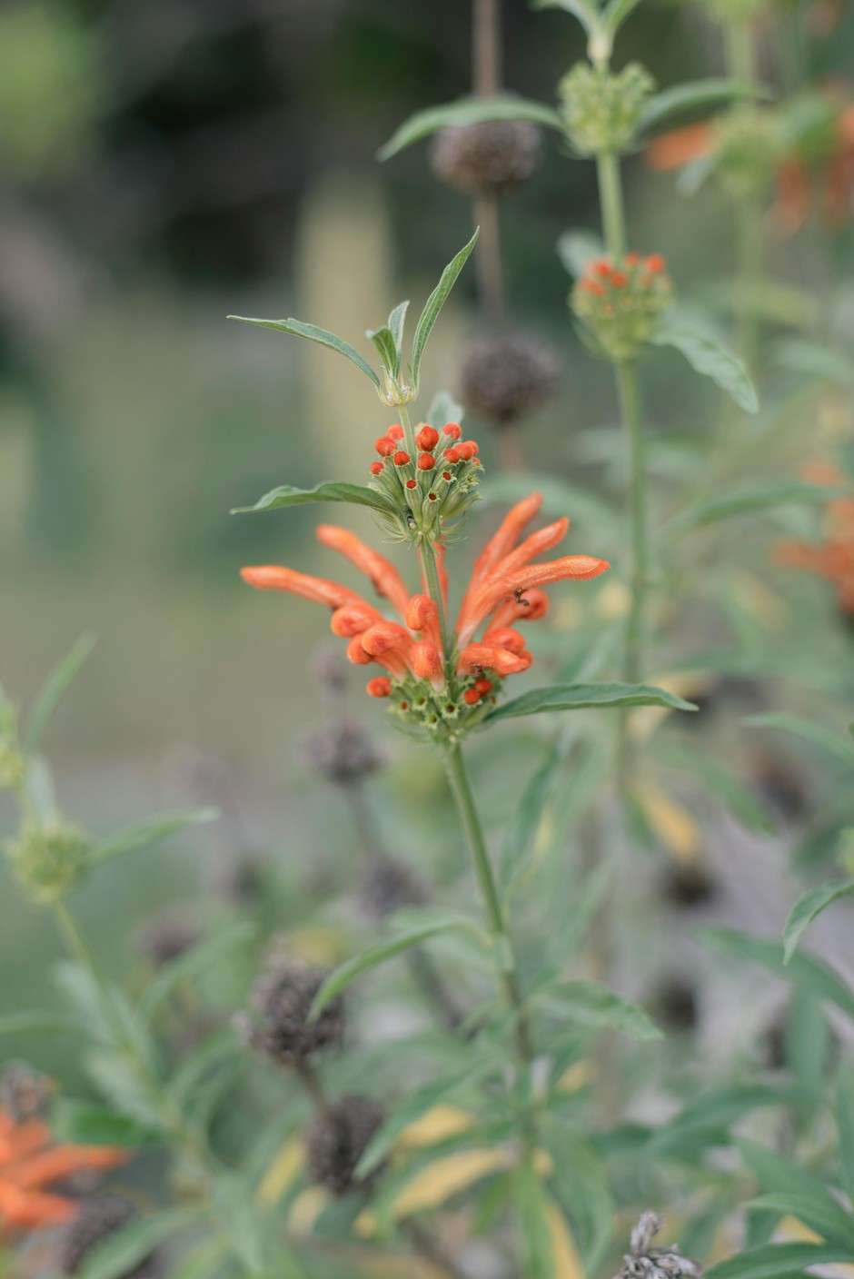 photo de Leonotis leonurus 3c9c0fa4