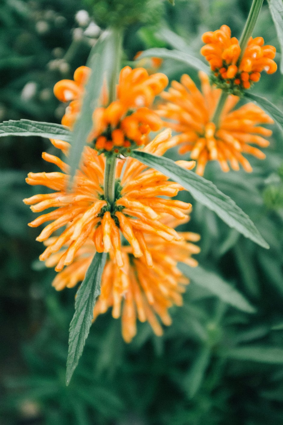 photo de Leonotis leonurus 76cdfca2